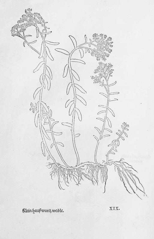 White stonecrop (Sedum album), woodcut by Leonhart Fuchs, from New Kreüterbuch, neues Kräuterbuch, Michael Isingrin, Basel, Switzerland, 1543