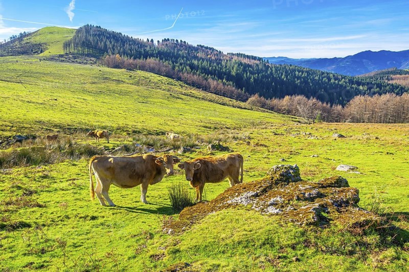 Brown wild cows on the top of Mount Adarra in Urnieta. Gipuzkoa, Basque Country