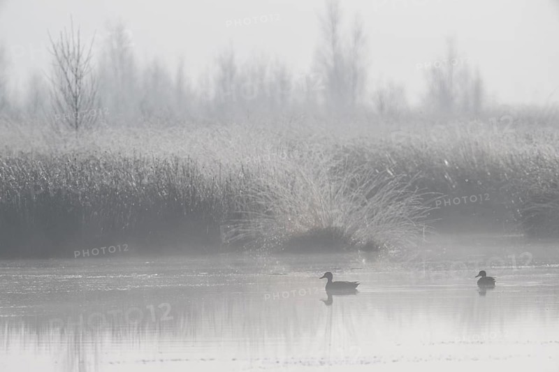 Moor scour with teals (Anas crecca) in the fog, Emsland, Lower Saxony, Germany