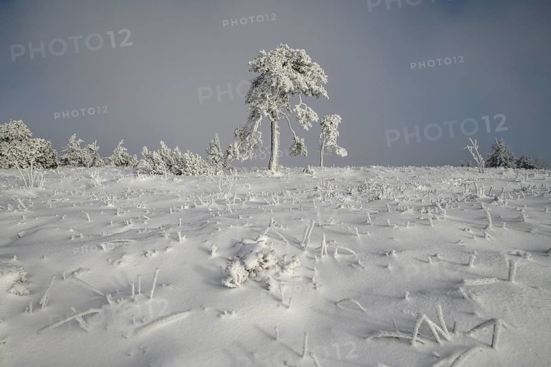 Iced pine near the summit of the Hornisgrinde, near Seebach, Ortenaukreis, Black Forest, Ortenaukreis, Baden-Württemberg, Germany