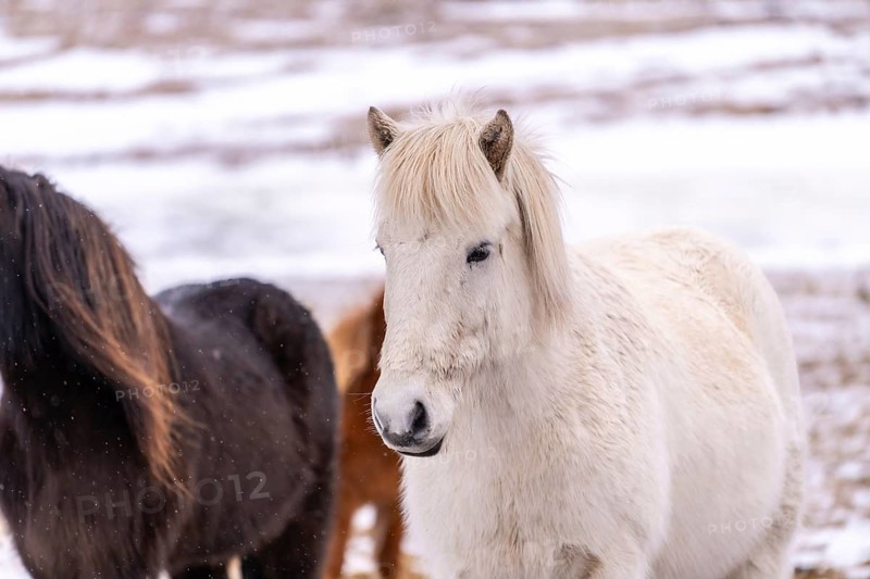 Portrait of a white horse in the cold winter with snow in Iceland, Icelandic horse