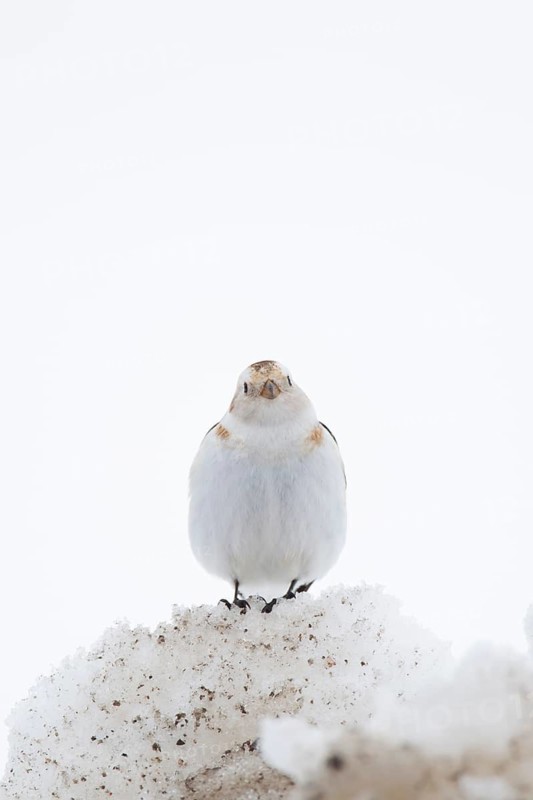 Snow bunting (Plectrophenax nivalis) adult bird on a snow covered mountain in winter, Scotland, United Kingdom