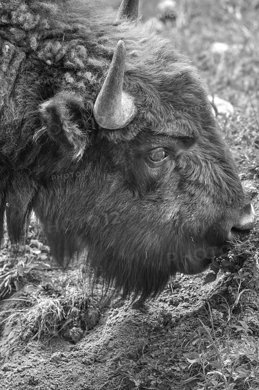 Bison (Bison), game park, Bavaria, Germany