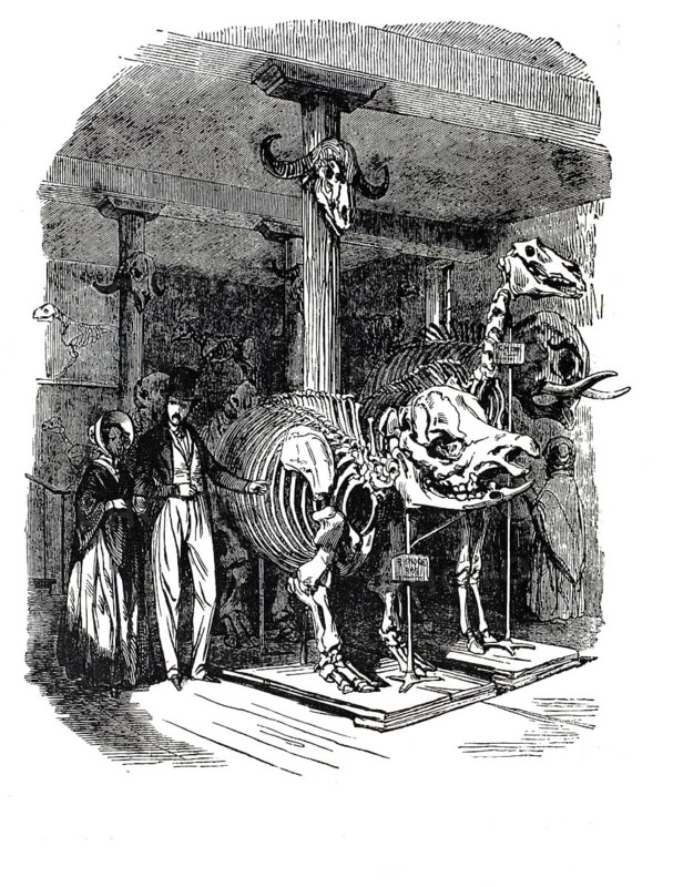 Animal skeletons and skulls in an exhibition room within the Museum of Natural History in the Jardin des Plantes in Paris, 1880, France, illustration, reproduction from a 19th-century model. Authentic, file restored for optimal use, exact date of submission unknown, historical