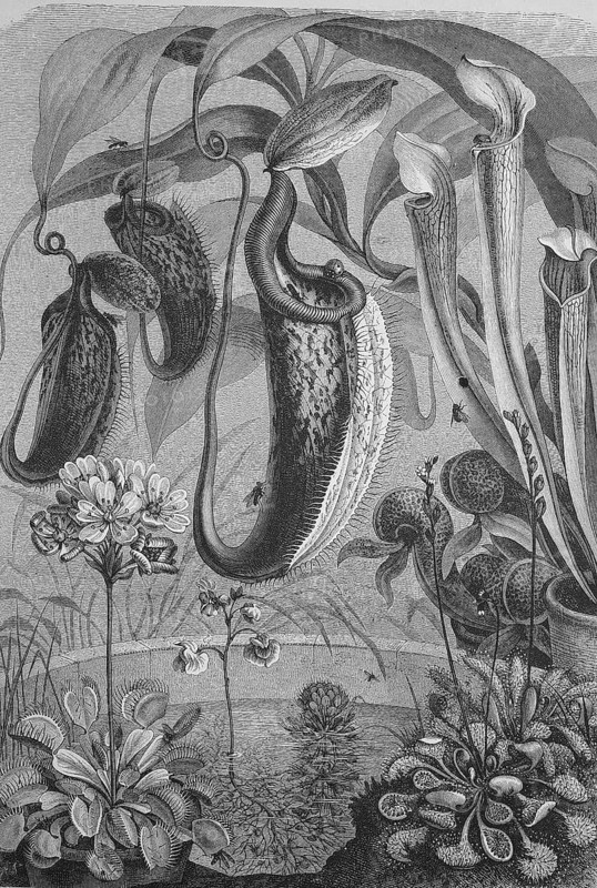 Carnivorous plants, Historical, digitally restored reproduction from a 19th century original, Record date not stated