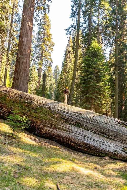 Person exploring the giant forest of sequoia national park, standing on a massive fallen sequoia log, representing travel, adventure, and the awe inspiring scale of nature
