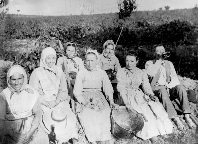 Grape harvest in the South of France