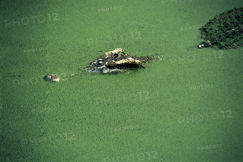 crocodile show