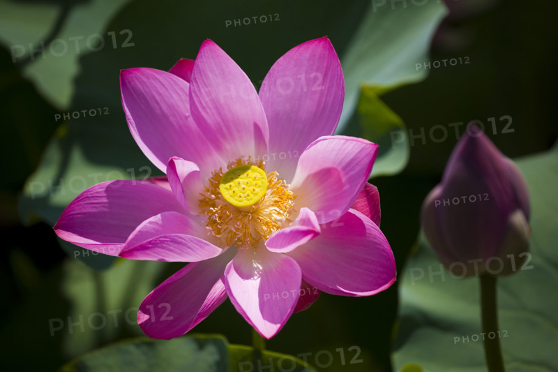 Lotus