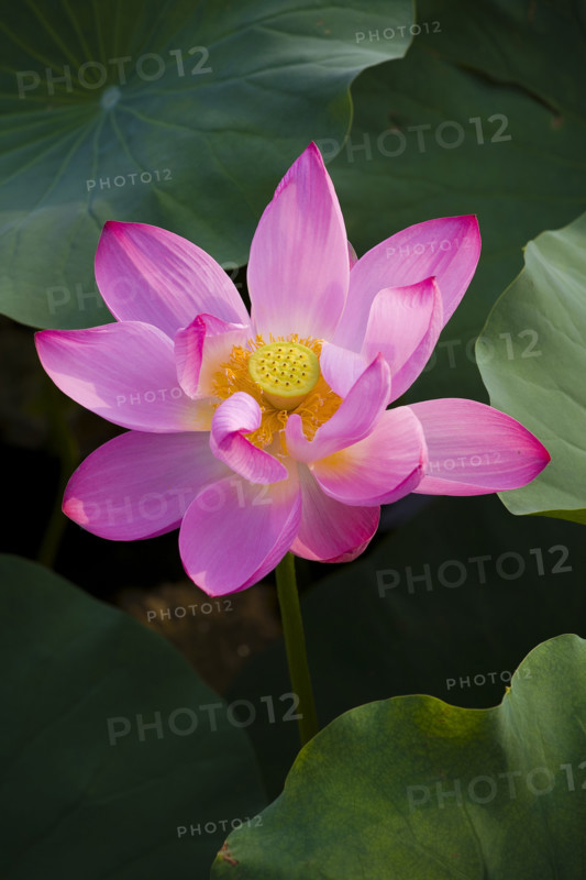Lotus