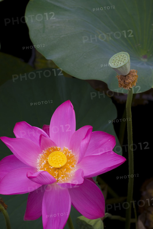 Lotus