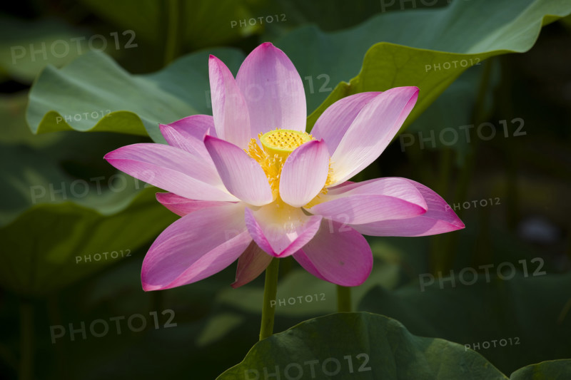 Lotus