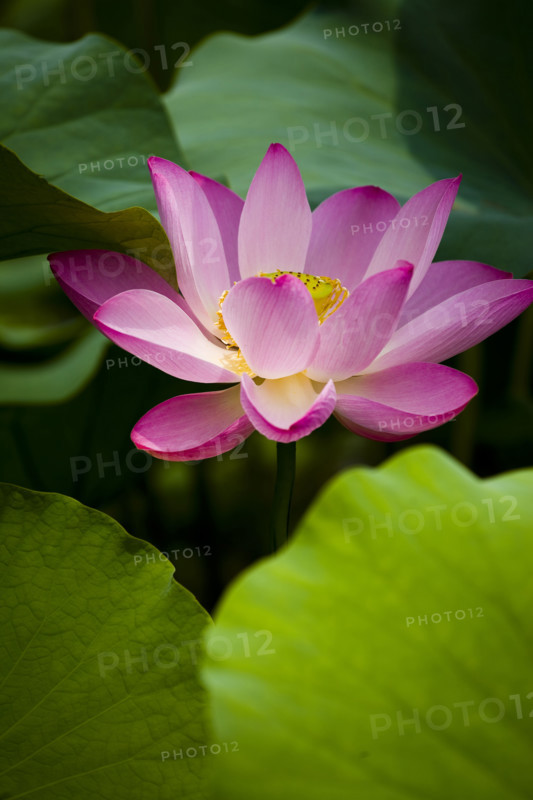 Lotus