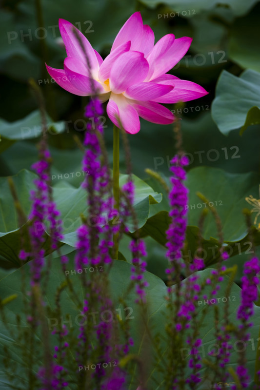 Lotus
