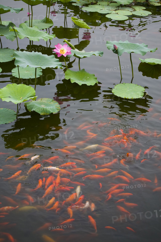 Lotus