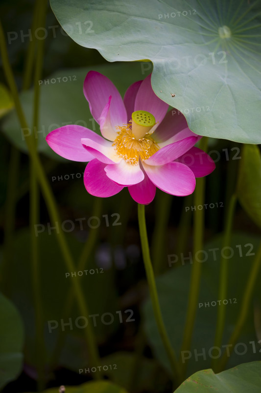 Lotus