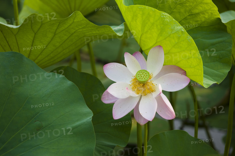 Lotus