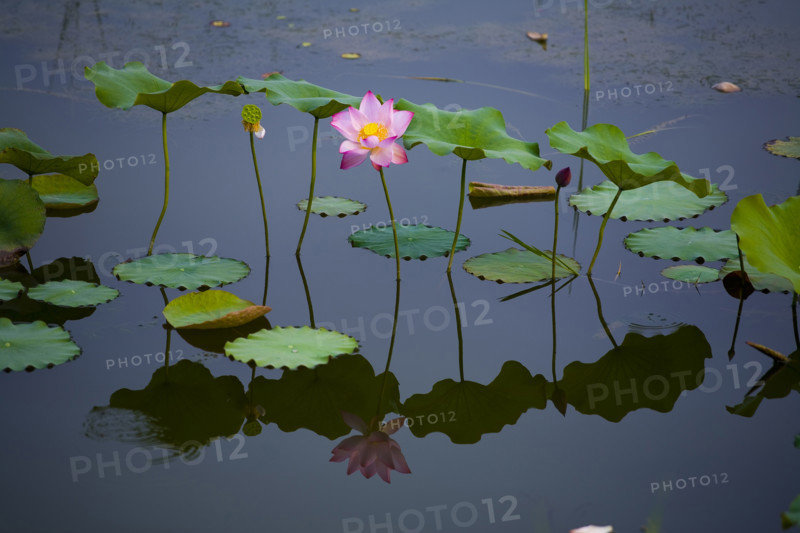 Lotus