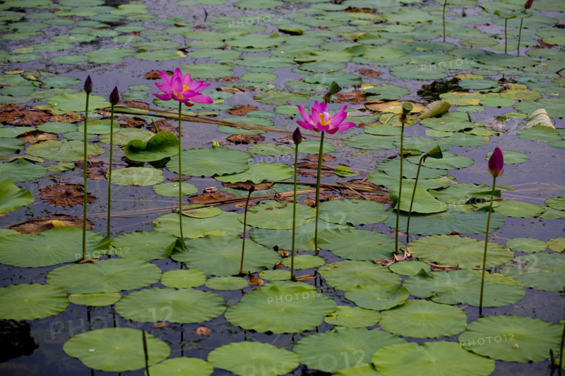 Lotus
