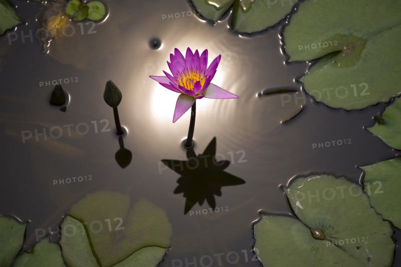 Lotus