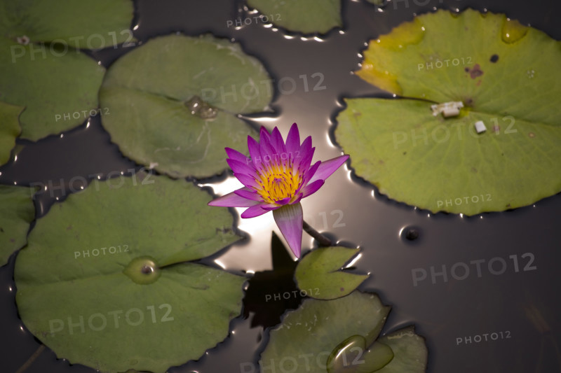 Lotus