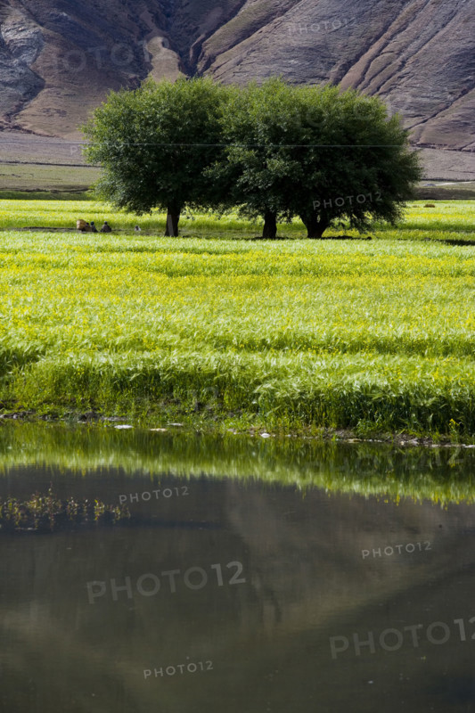 Mountains and Meadow along the Way to Tingri