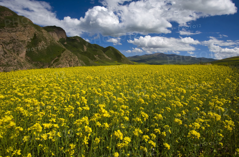 Rape Flower,Qinghai Province