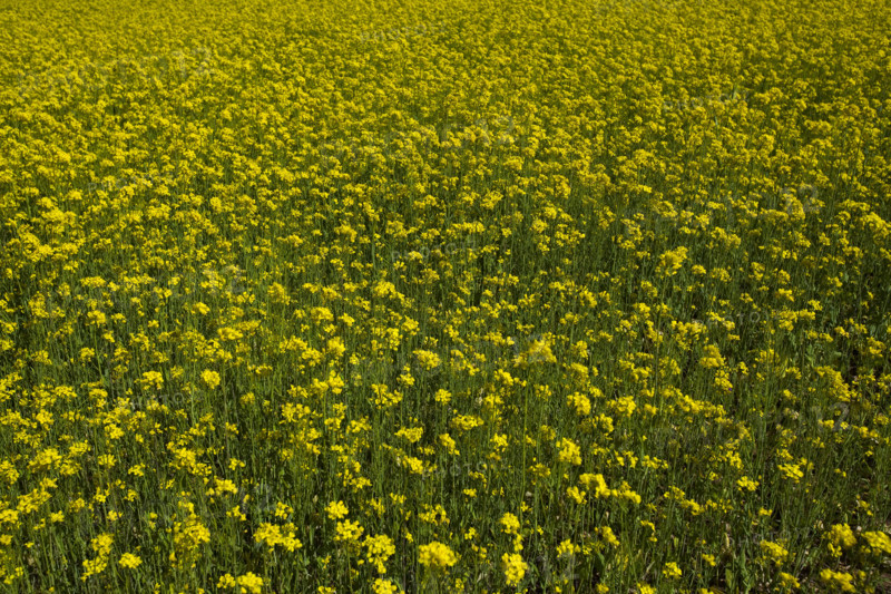 Rape Flower,Qinghai Province