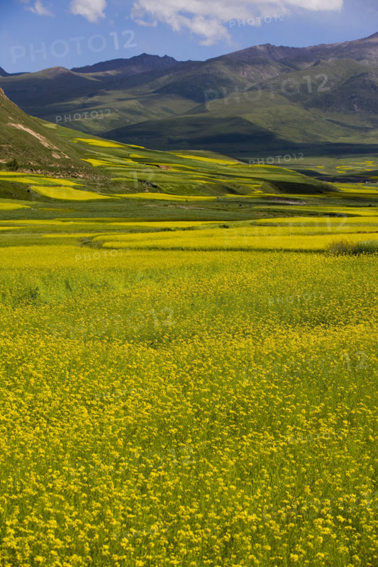 Rape Flower,Qinghai Province