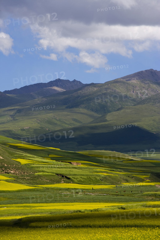 Rape Flower,Qinghai Province