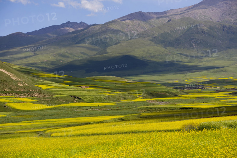 Rape Flower,Qinghai Province