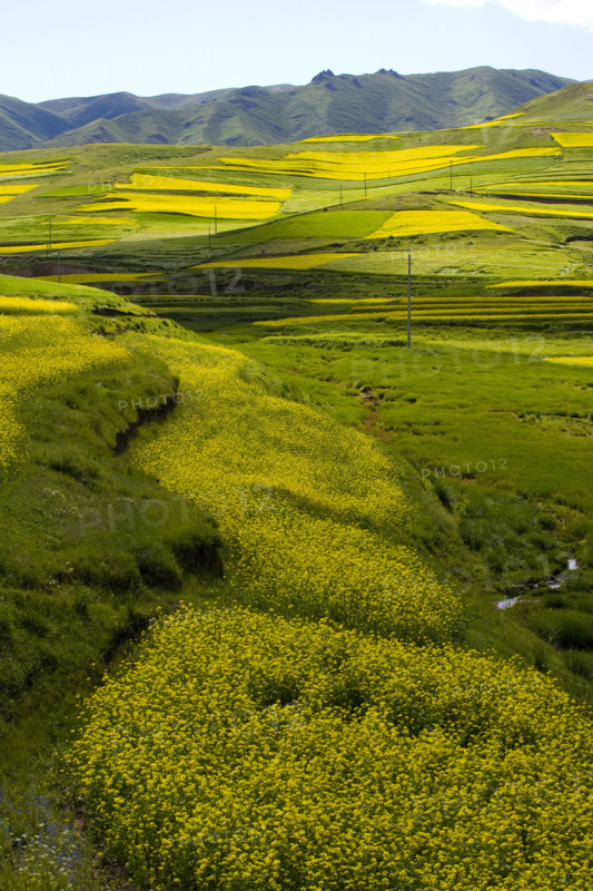 Rape Flower,Qinghai Province