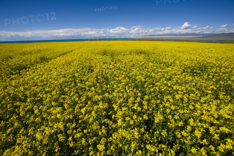 Rape Flower,Qinghai Province