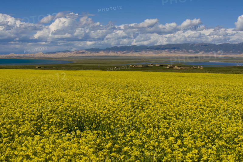 Rape Flower,Qinghai Province