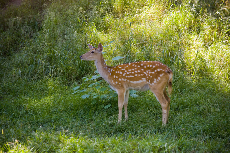 Deer in Imperial Summer Villa,Chengde