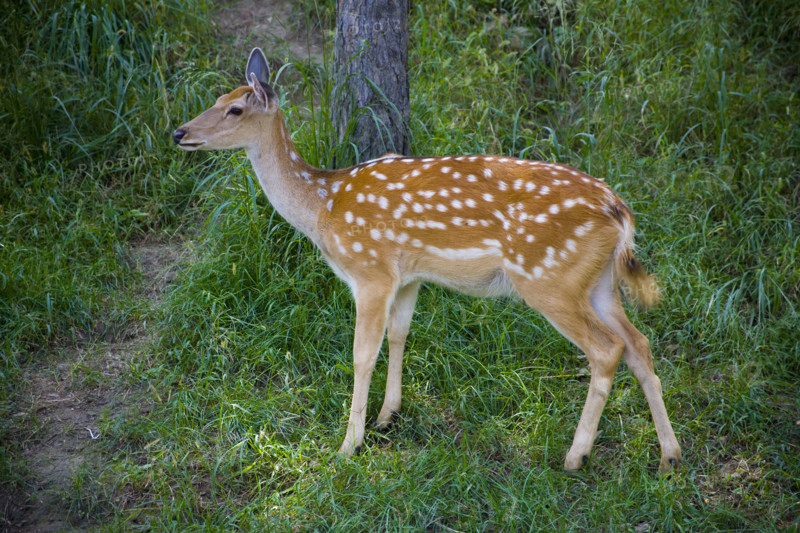 Deer in Imperial Summer Villa,Chengde