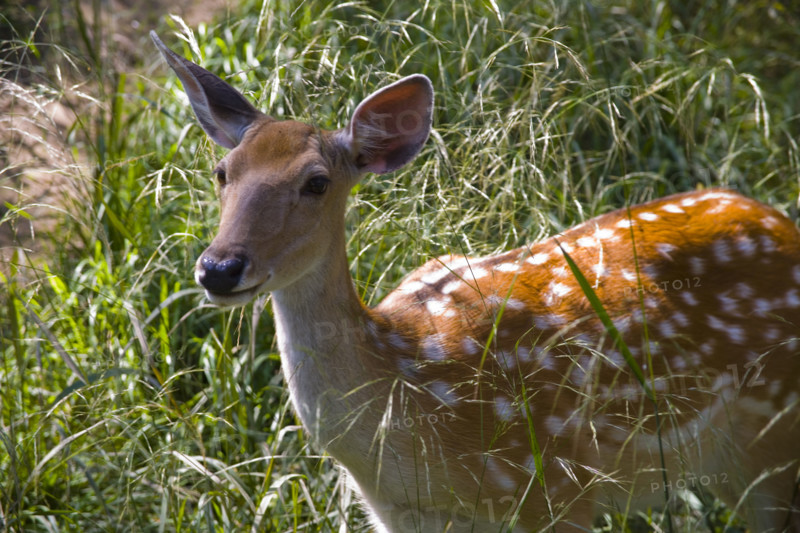 Deer in Imperial Summer Villa,Chengde