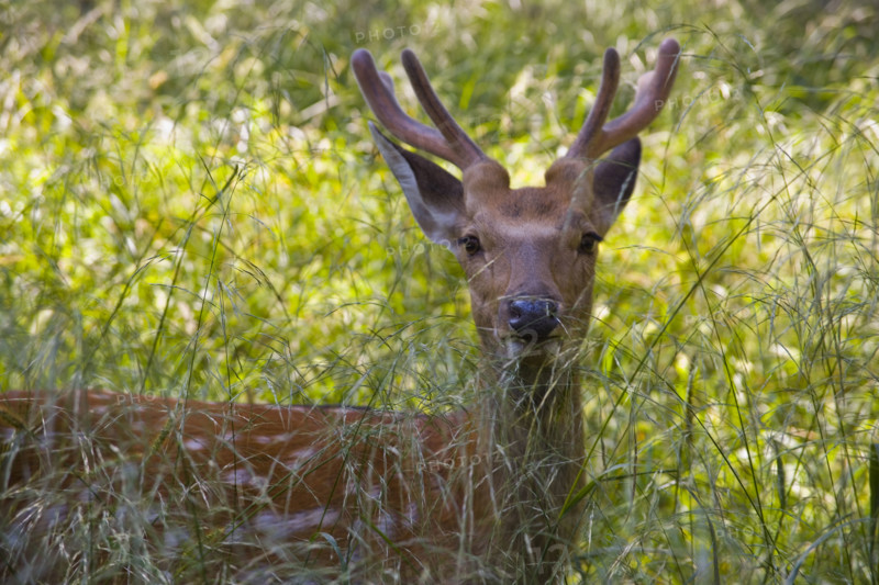 Deer in Imperial Summer Villa,Chengde