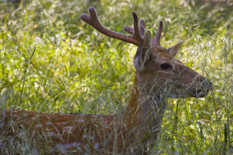 Deer in Imperial Summer Villa,Chengde