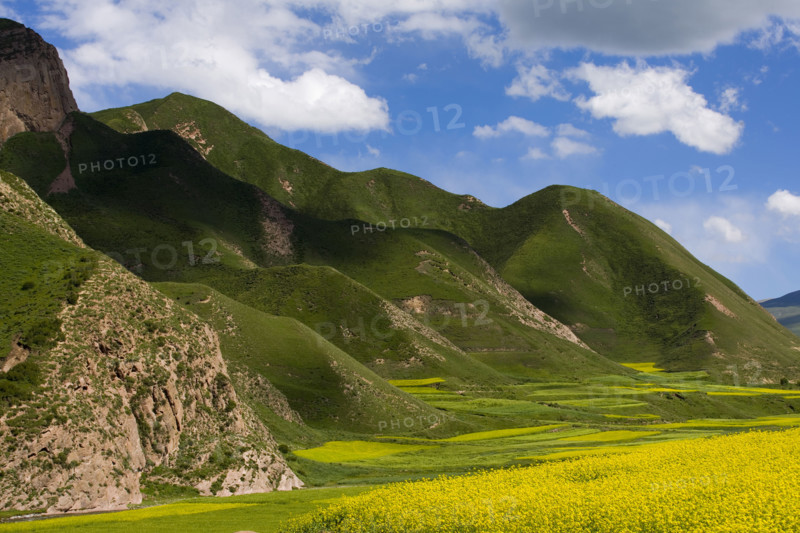 Rape Flower,Qinghai Province