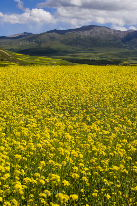 Rape Flower,Qinghai Province