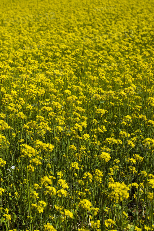 Rape Flower,Qinghai Province