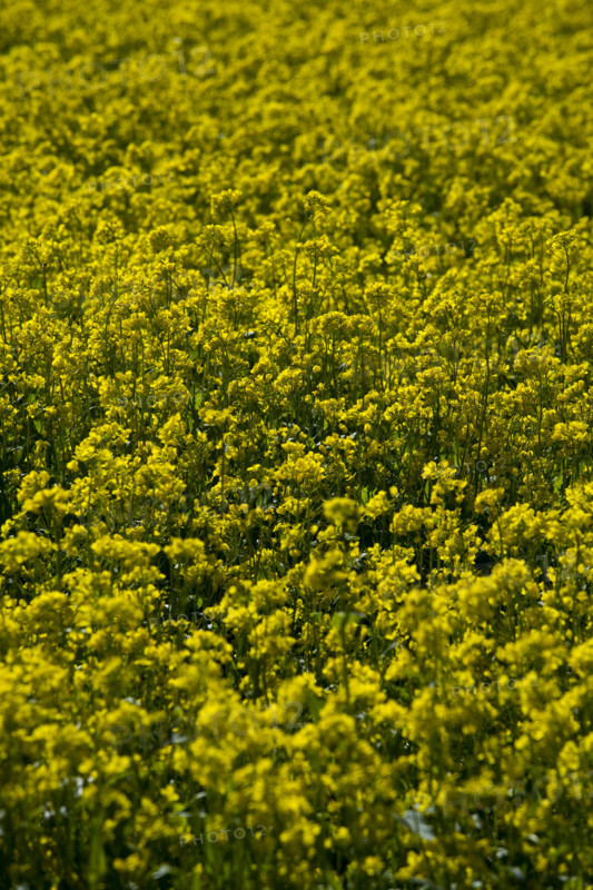 Rape Flower,Qinghai Province