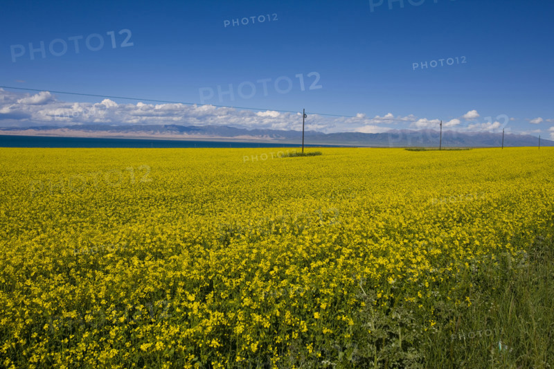 Rape Flower,Qinghai Province