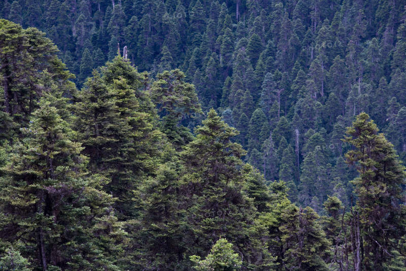 The Lulang Forest Sea,Lahsa