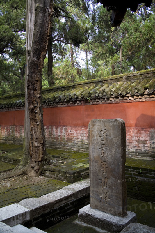 View of Confucius Forest in Qufu,Shandong