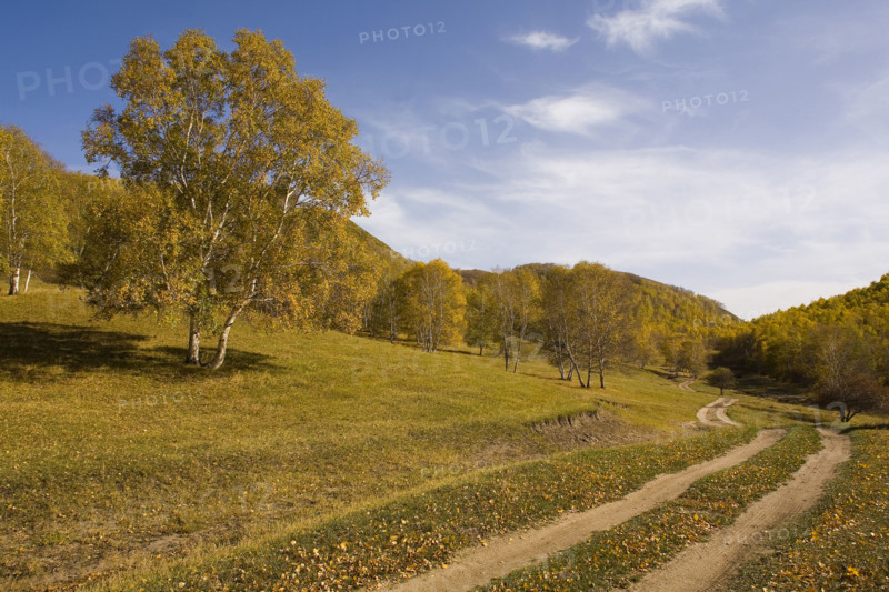 View of Bashang high plain,Neimenggu