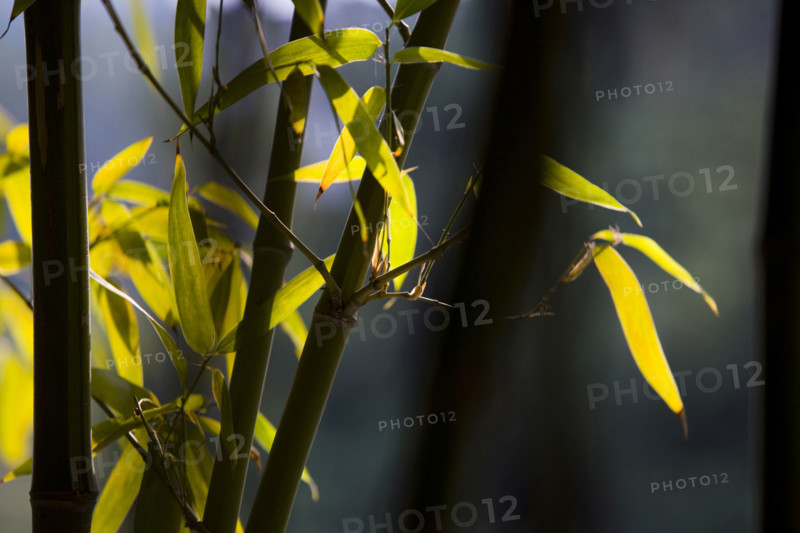 Bamboo in Baotu spring,Jinan,Shandong