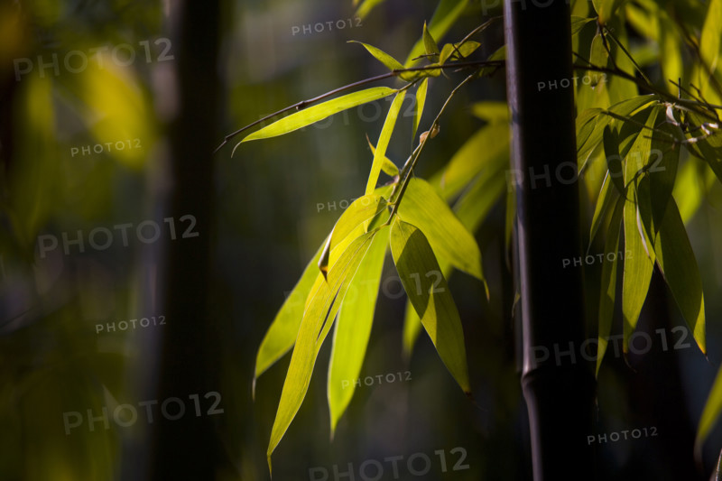 Bamboo in Baotu spring,Jinan,Shandong