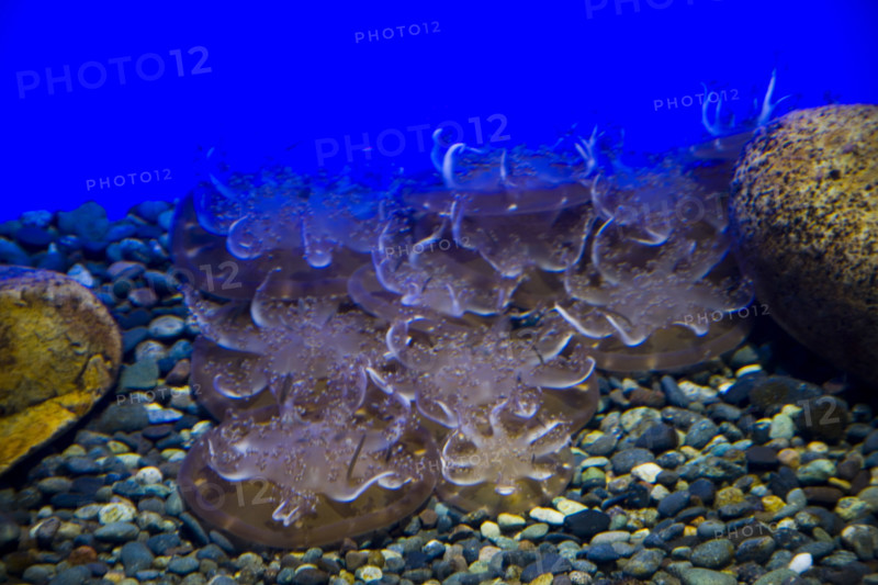 Hong kong marine park